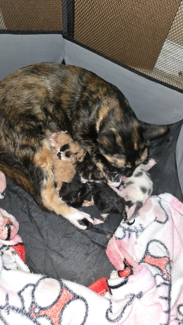 Trap-Neuter-Return(TNR)