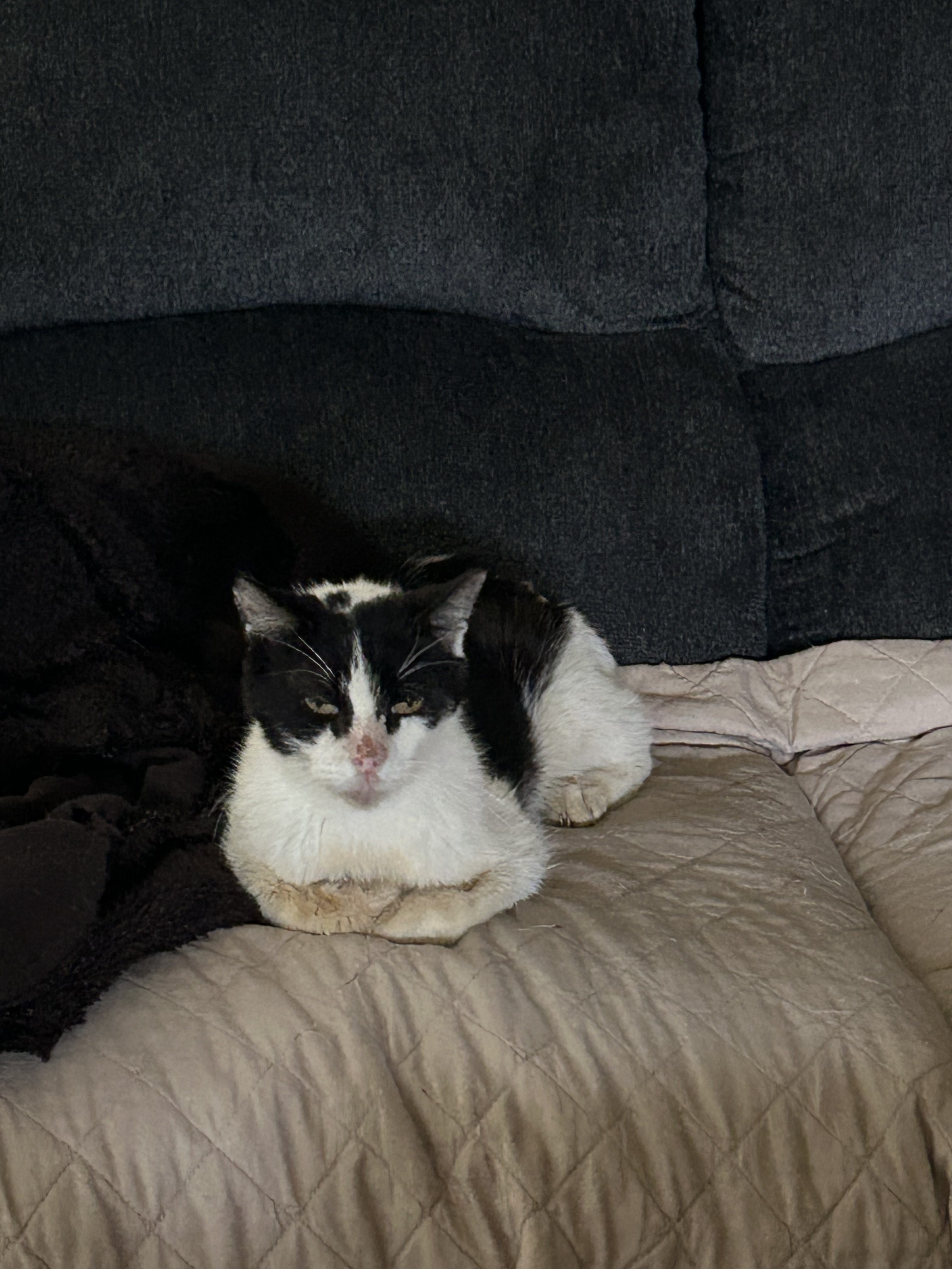 My Rescue Journey