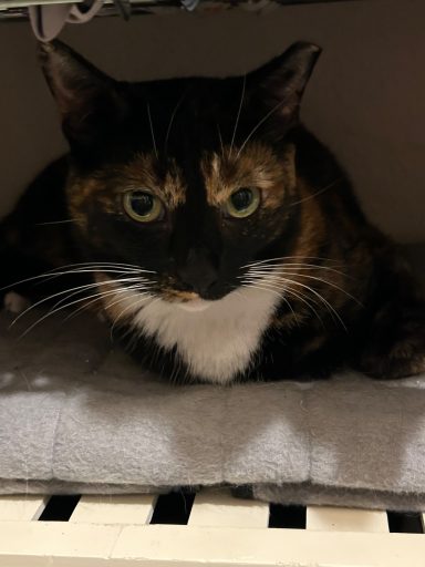 Cleo