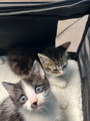 Kittens