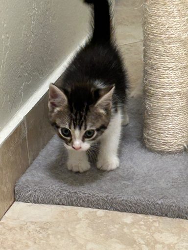 Luca